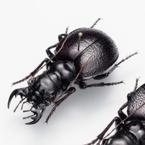 Hemiptera | India