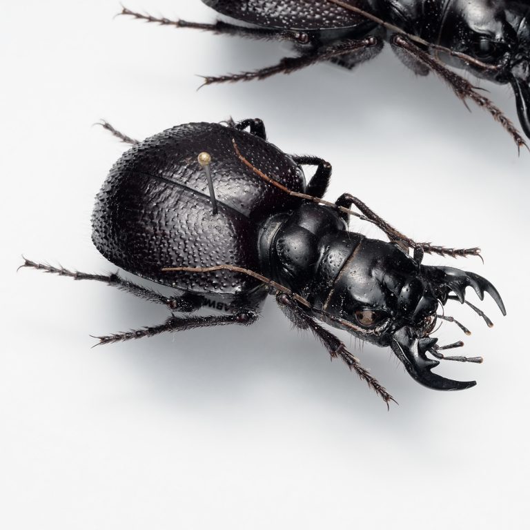 Hemiptera | India