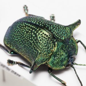 クロカミキリ亜科_※仮簡体字 | 埃塞俄比亚