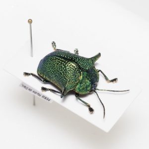 クロカミキリ亜科_※仮簡体字 | 埃塞俄比亚