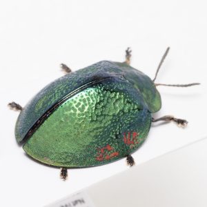 Anthribidae | French Guiana