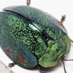 Anthribidae | French Guiana