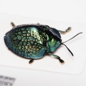 ハナカミキリ亜科_※仮簡体字 | 新西兰