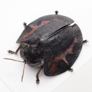 Scarab Beetles | Nicaragua