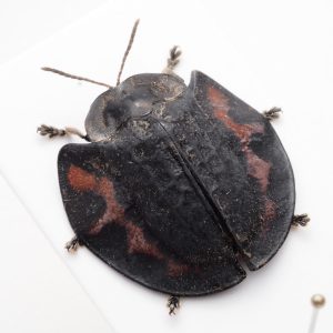 Scarab Beetles | Nicaragua