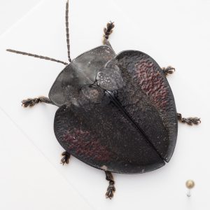 Lucanidae | Iraq