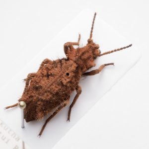 Chrysomelidae Group | New Zealand