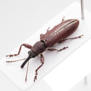 Lucanidae | Gambia