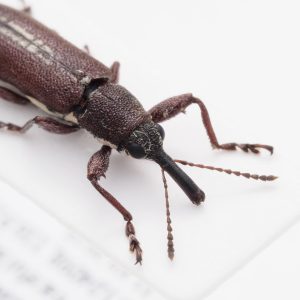 Lucanidae | Gambia