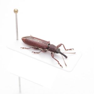 Lucanidae | Gambia