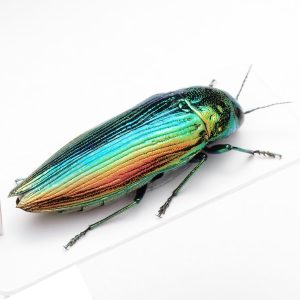 テスト28 | スロベニア