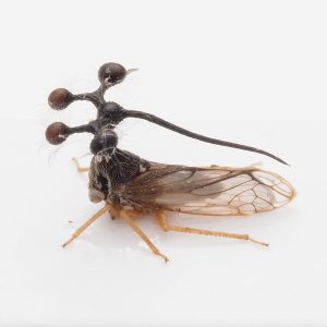 Dynastinae | Slovenia