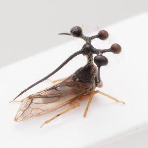 Dynastinae | Slovenia