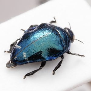 Elateridae | Canada