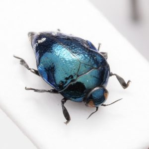 Elateridae | Canada