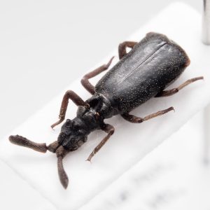ヒゲブトオサムシの一種 | ラオス