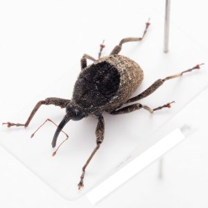 虫食いのある木の実に擬態したゾウムシ | ニカラグア