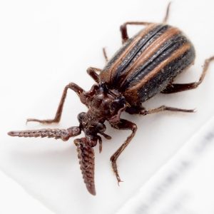 ヒゲブトオサムシの一種 | Heteropaussus sp. | 赤道ギニア