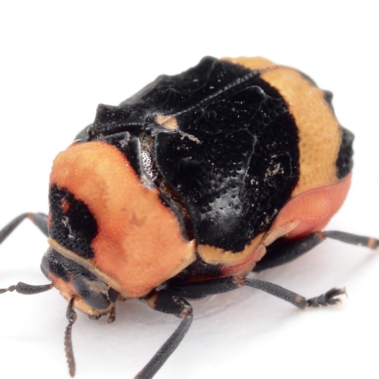Chrysomelidae Group | Chlamisus cf. bolivianus | Peru