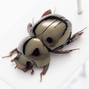 マンマルコガネの一種 | ペルー
