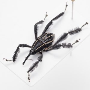 ゾウムシの一種 | Arachnobas sp. | パプアニューギニア