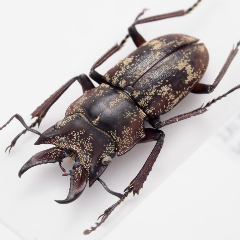 锹甲科 | Auxicerus platyceps | 秘鲁 | 14mm