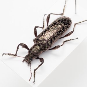 Gigantopigeus sp. | Gigantopigeus sp. | マレーシア
