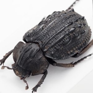 巨大なコブスジコガネ | Omorgus howdenorum | オーストラリア