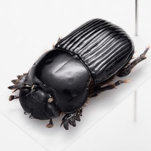 コガネムシの仲間の一種 | Dendropaemon sp. | ペルー