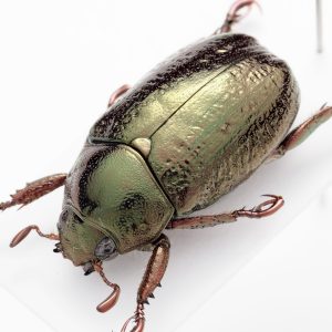 コガネムシの仲間の一種 | Pelidnota sp. | ペルー