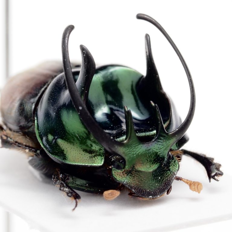 Scarab Beetles | Cameroon