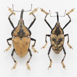 ゾウムシの一種 | Rhinastus cf. sternicornis | ペルー
