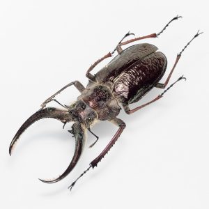 ペルーのギガンテウスシワバネクワガタ | Sphaenognathus giganteus | ペルー | 約76mm