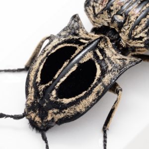 眼状紋をもつコメツキムシ | マダガスカル